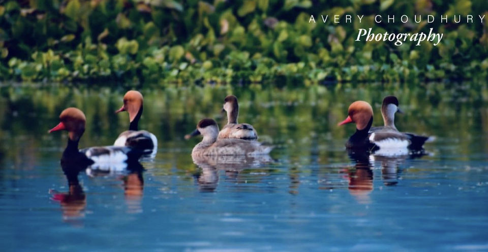Photo of A Best Place for Bird Photography & Tourist Spot for Family and Couples to visit in the afternoon by Avery Choudhury