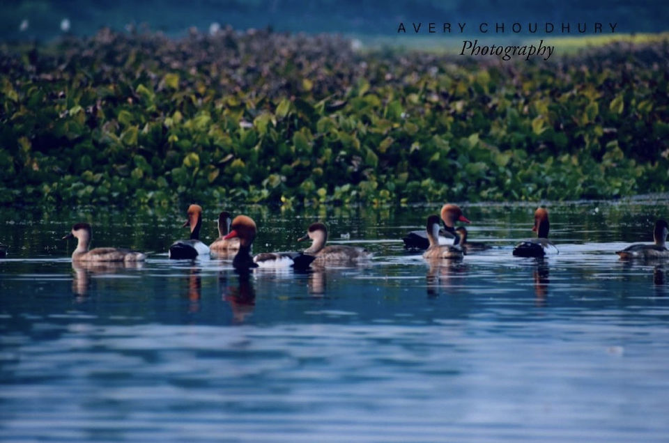 Photo of A Best Place for Bird Photography & Tourist Spot for Family and Couples to visit in the afternoon by Avery Choudhury
