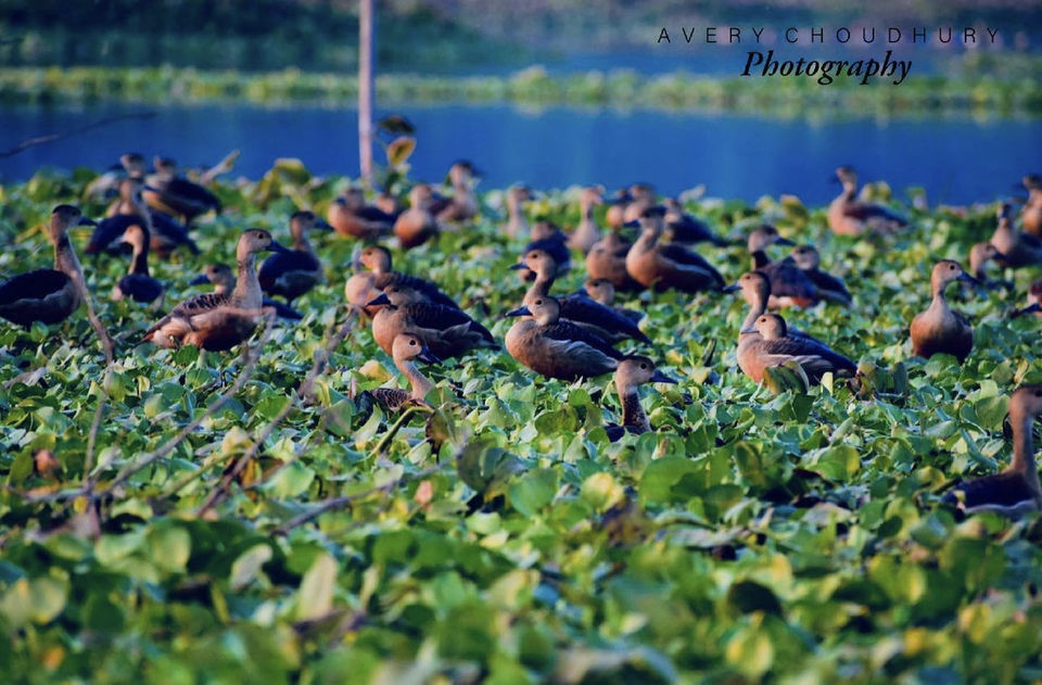 Photo of A Best Place for Bird Photography & Tourist Spot for Family and Couples to visit in the afternoon by Avery Choudhury