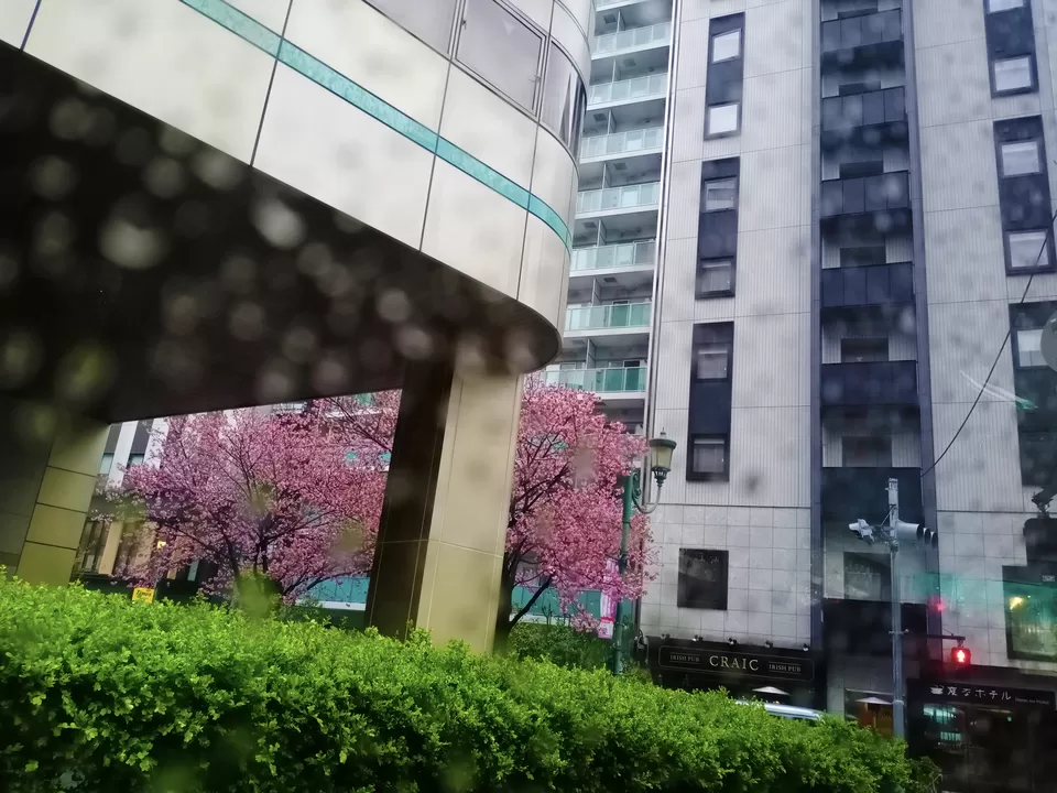 Photo of Aura of Sakura by Sandhyaa V.