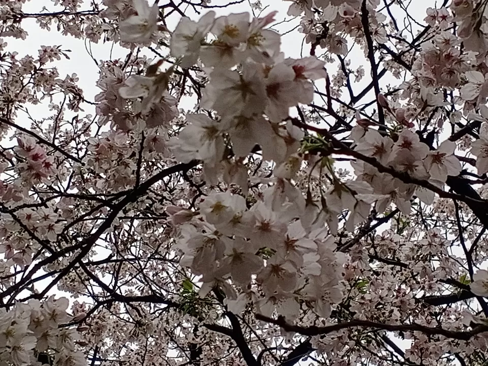 Photo of Aura of Sakura by Sandhyaa V.