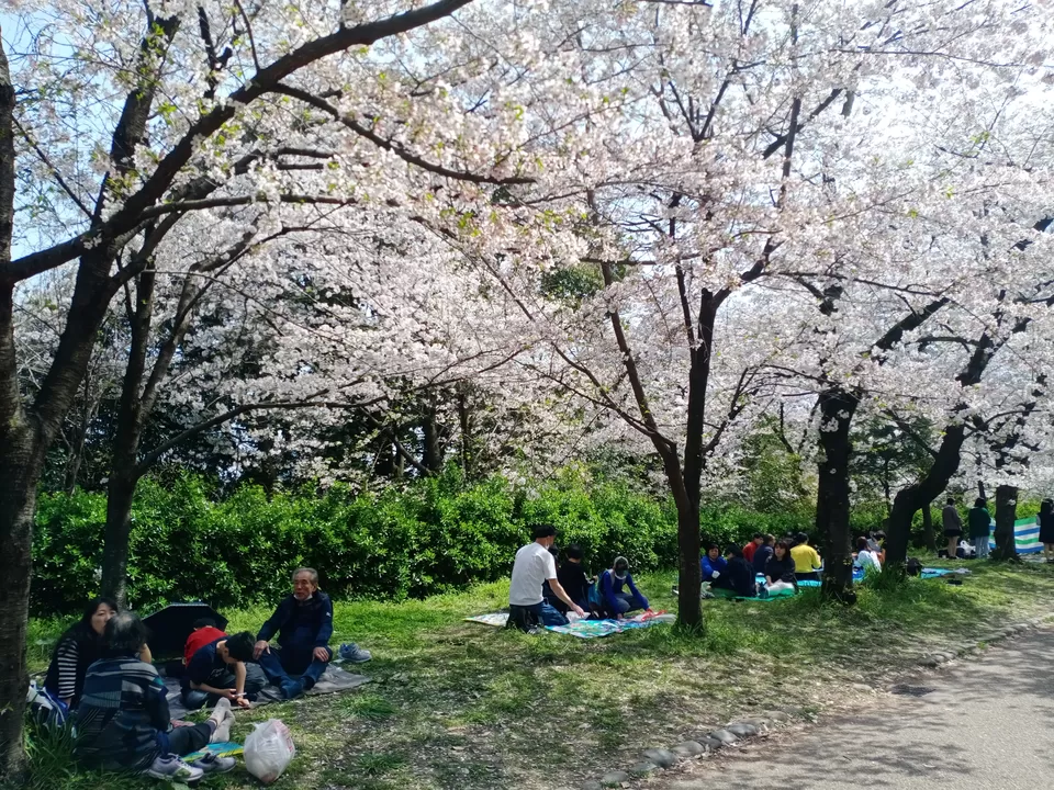 Photo of Aura of Sakura by Sandhyaa V.