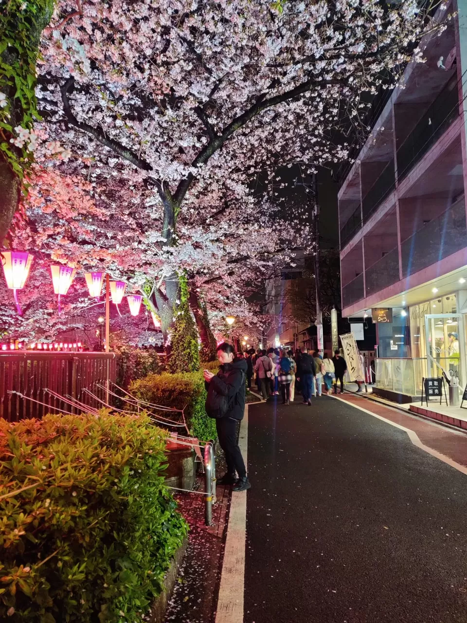 Photo of Aura of Sakura by Sandhyaa V.