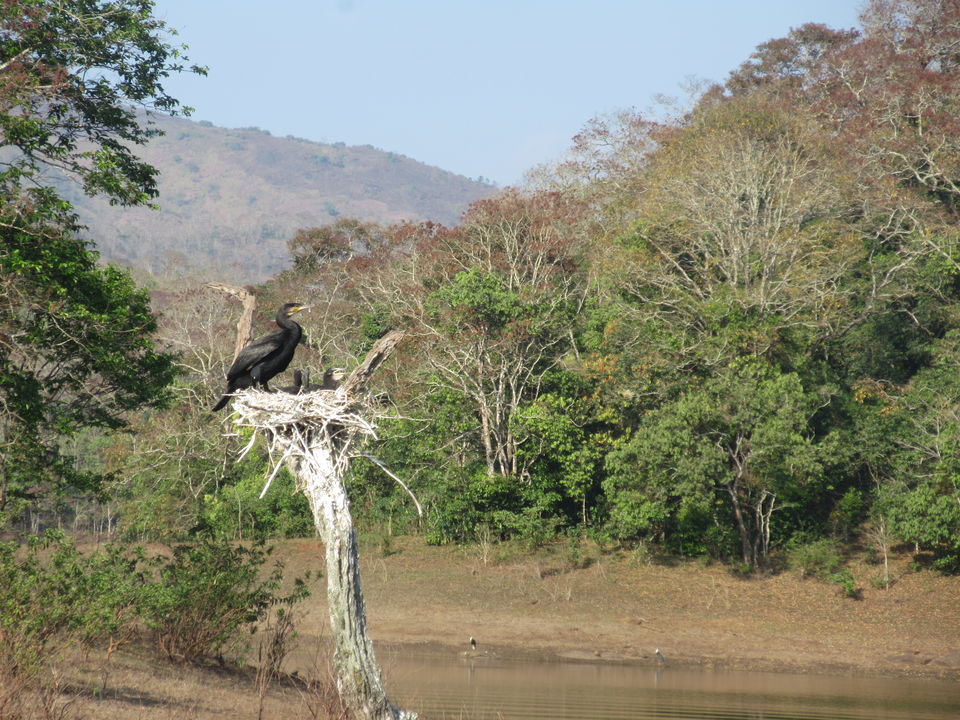 Photo of Thekkady Lake Palace (A trip to nature) by Appu