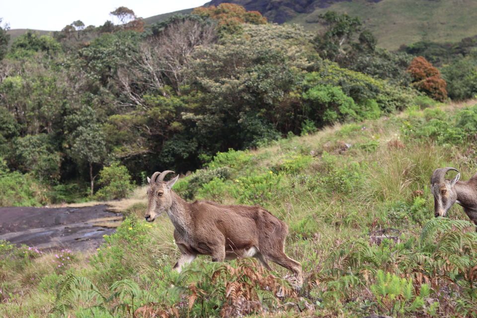 Photo of Eravikulam National Park, Kannan Devan Hills by Saikat Das