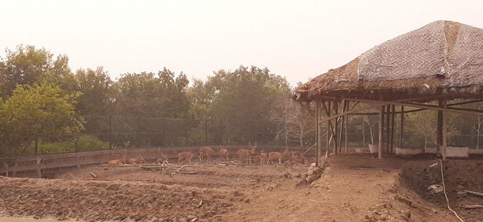 Photo of In Search Of Mangrove We Landed In The Land The Royal Bengal Tiger, Sundarban by Maadhab Barman