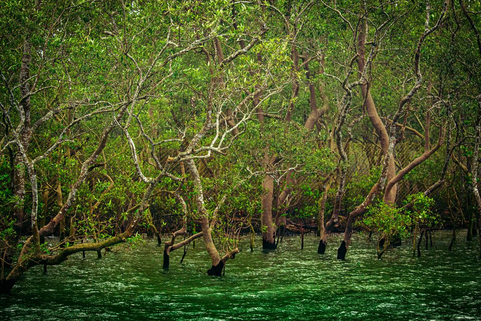 Photo of In Search Of Mangrove We Landed In The Land The Royal Bengal Tiger, Sundarban by Maadhab Barman
