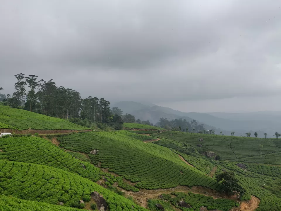 Photo of मॉनसून में मुन्नार: एक अद्भुत यात्रा अनुभव by Nikhil Bhati
