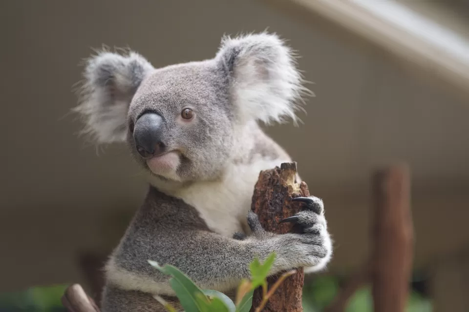 Photo of Lone Pine Koala Sanctuary, Fig Tree Pocket by Namrata Das Adhikary 