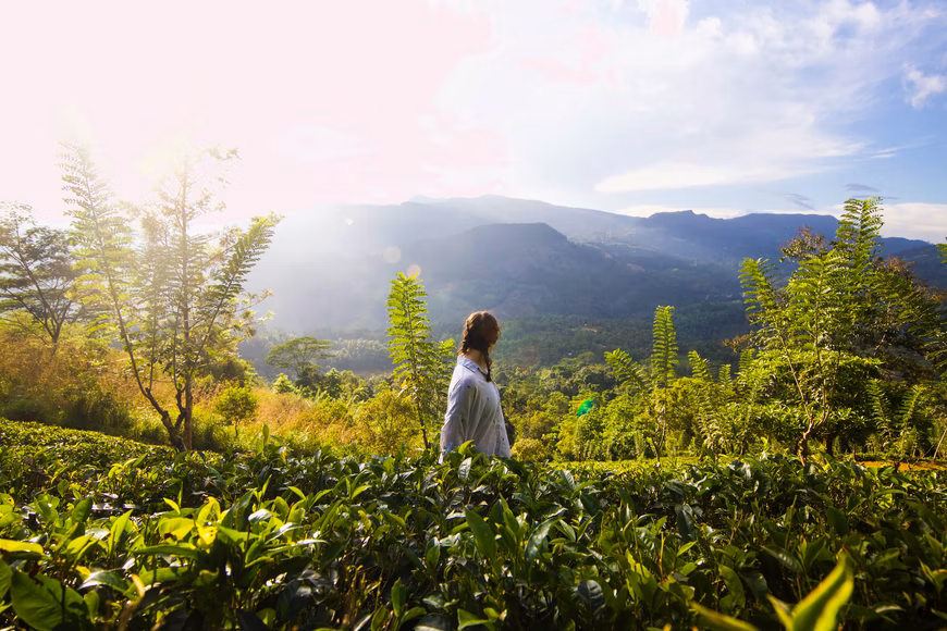 Photo of Amazing Things to do in the Knuckles Mountain Range – Enchanting Experiences, Exciting Escapades by Sewmini Wijerathne