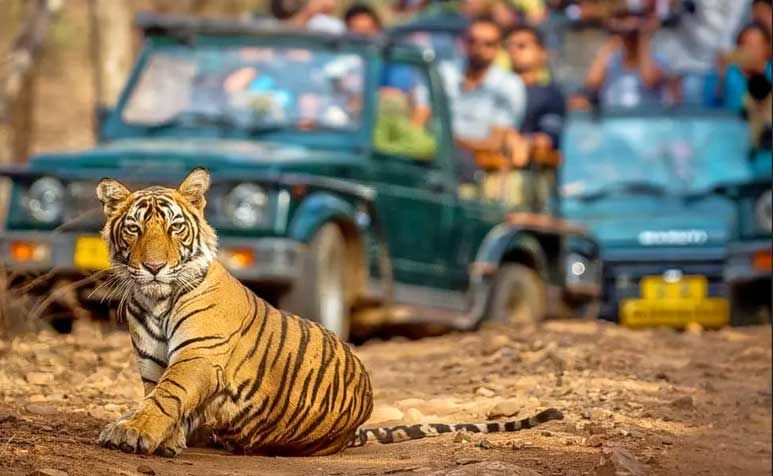 Photo of Ranthambore National Park, Sawai Madhopur by We The Wanderfuls