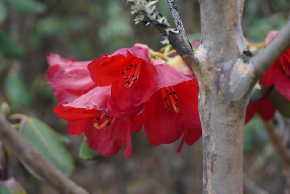 Photo of Sikkim - The Ultimate Beauty - Part-II by Priti Tikle