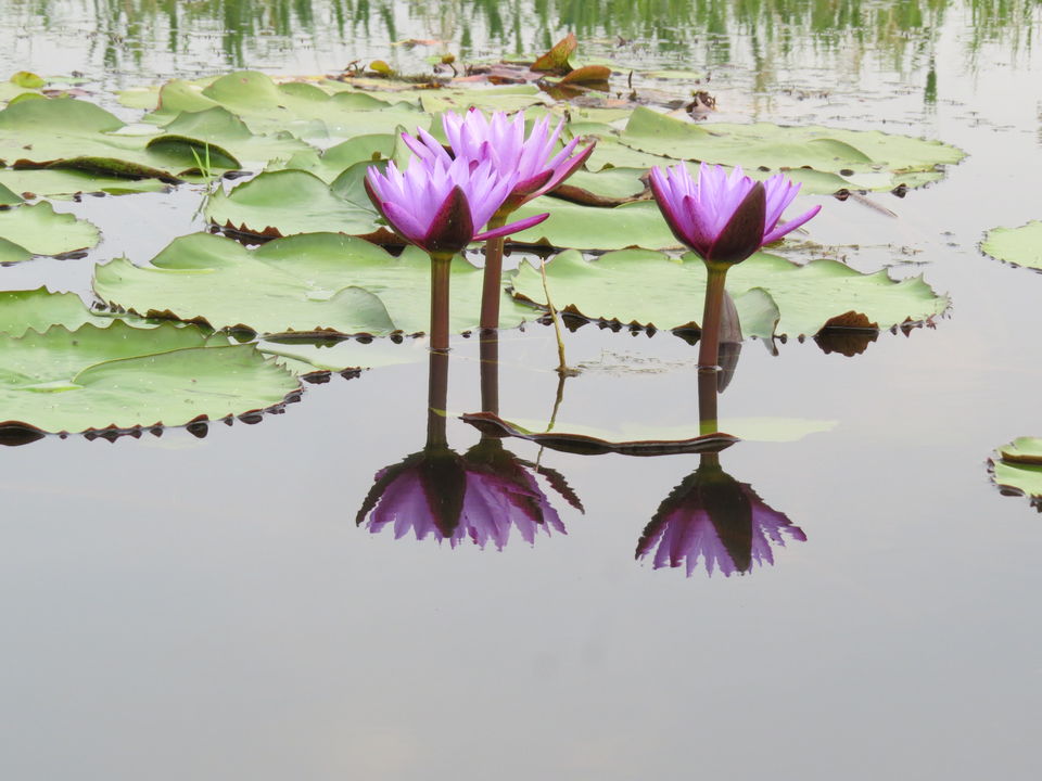 Photo of Enchanting Loktak by Jayanta Kar