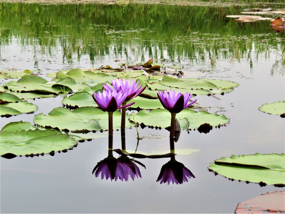 Photo of Enchanting Loktak by Jayanta Kar