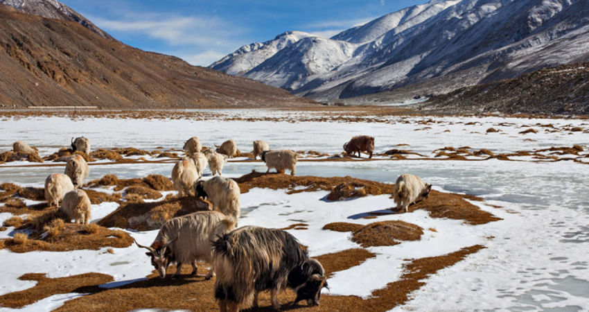 Photo of Best Places to Visit in Leh Ladakh by Vishnu Solanki