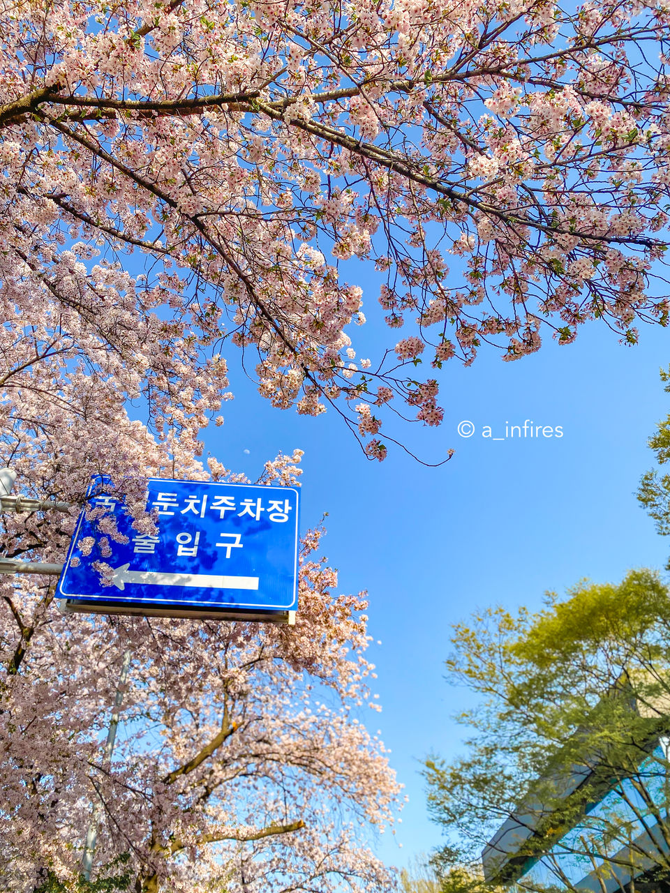 Photo of WHY YOU SHOULD VISIT SEOUL IN SPRING AND WHAT TO SEE by A Arya