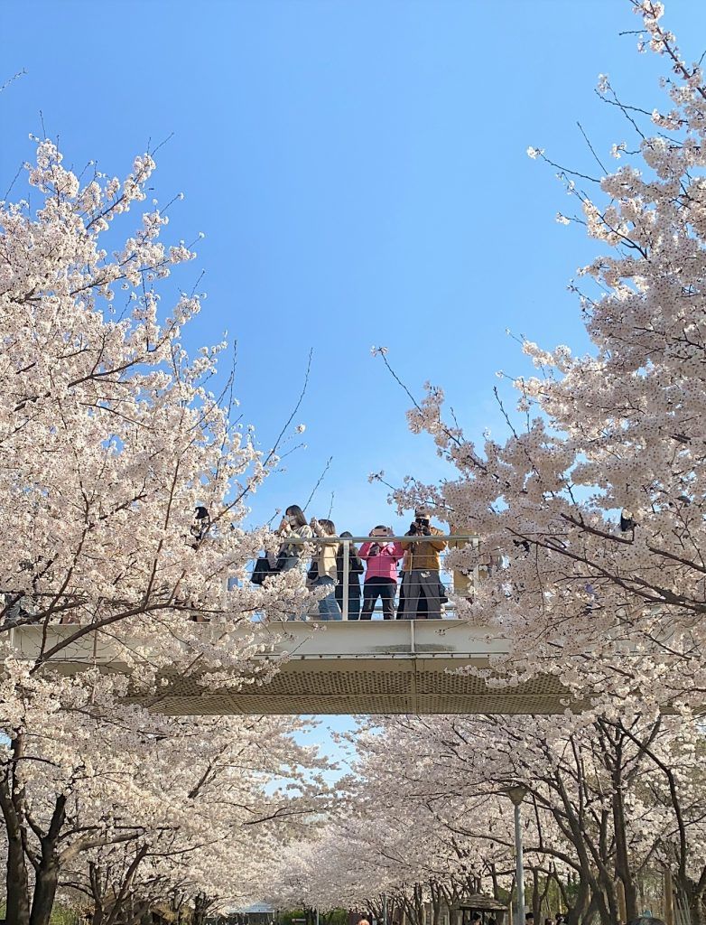 Photo of Seoul Forest, Seoul by A Arya