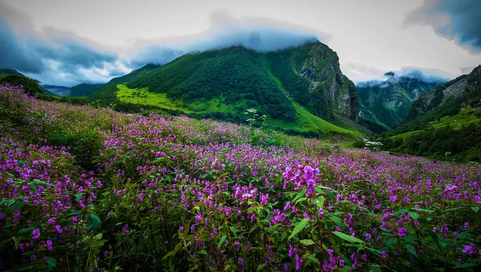 Photo of Valley of Flowers, Chamoli by Tanvi Shah (travelstoriesbytan)