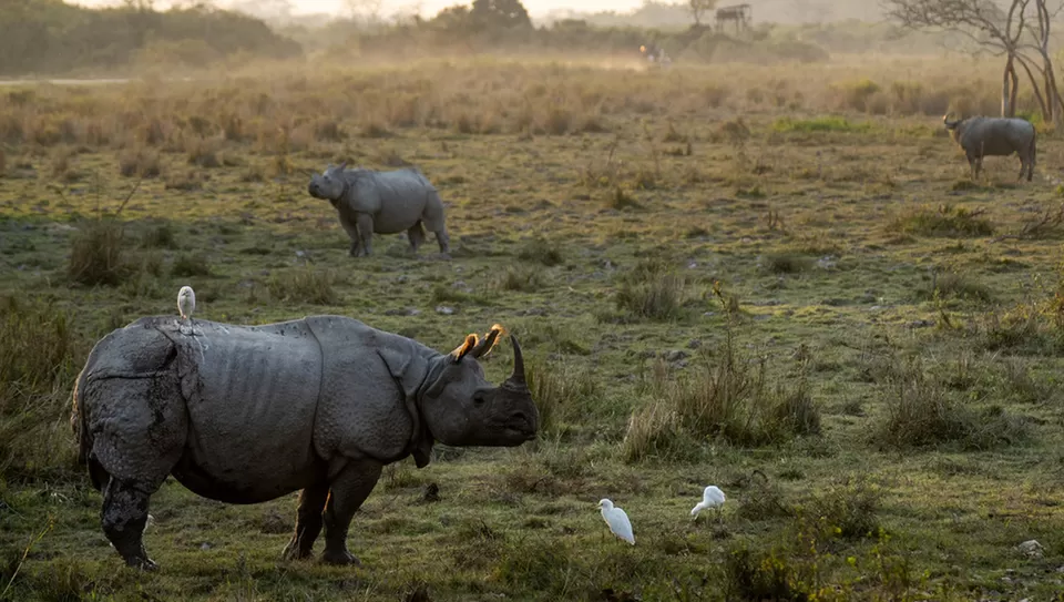 Photo of Kaziranga National Park and Tiger Reserve, Jakhalabandha Town by Tanvi Shah (travelstoriesbytan)