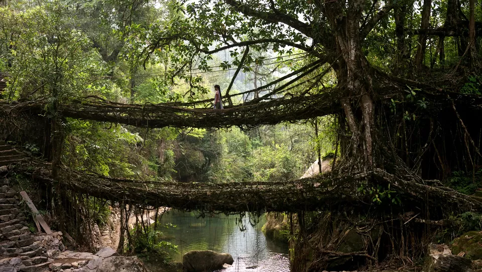 Photo of Living root bridge, West Jaintia Hills by Tanvi Shah (travelstoriesbytan)