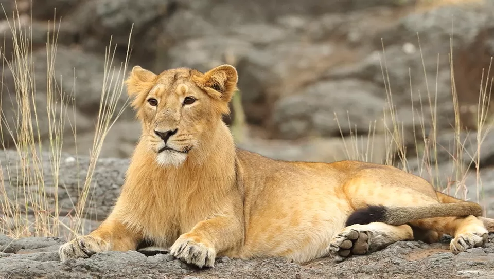 Photo of Gir National Park, Gujarat by Tanvi Shah (travelstoriesbytan)