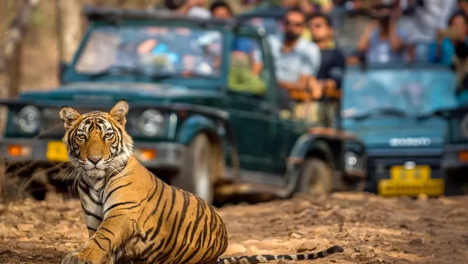 Photo of Ranthambore National Park, Sawai Madhopur by Tanvi Shah (travelstoriesbytan)