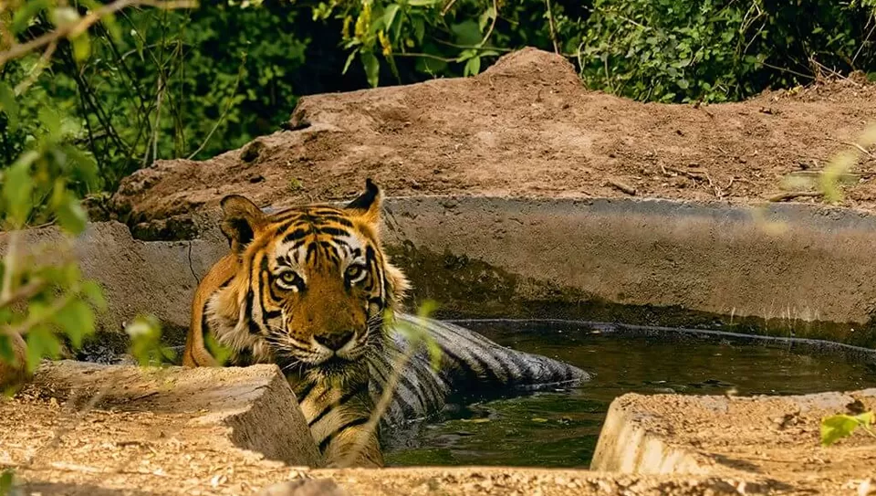 Photo of Sariska Tiger Reserve, Mala Khera by Tanvi Shah (travelstoriesbytan)
