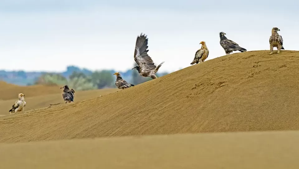 Photo of Desert National Park Safari Jaisalmer, Jaisalmer by Tanvi Shah (travelstoriesbytan)