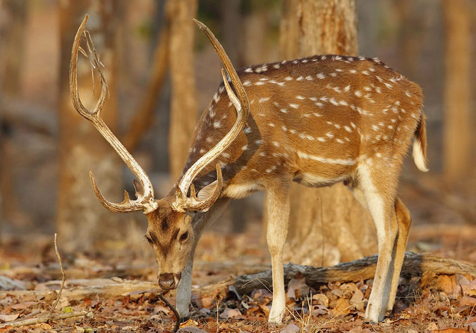 Photo of Located 2.5 Hours From Nagpur, This Unique Wildlife Eco-Resort Offers A Bespoke Holiday Experience! by Tanvi Shah (travelstoriesbytan)