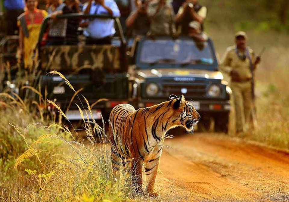 Photo of Located 2.5 Hours From Nagpur, This Unique Wildlife Eco-Resort Offers A Bespoke Holiday Experience! by Tanvi Shah (travelstoriesbytan)