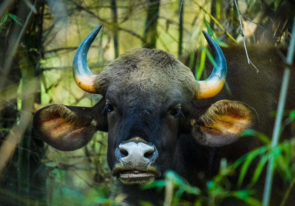 Photo of Located 2.5 Hours From Nagpur, This Unique Wildlife Eco-Resort Offers A Bespoke Holiday Experience! by Tanvi Shah (travelstoriesbytan)