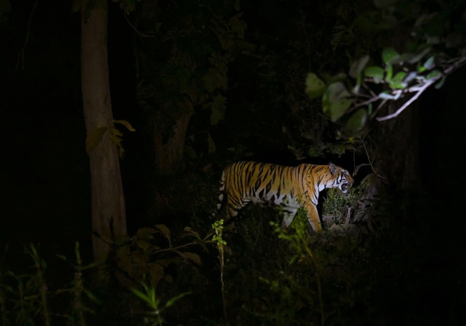 Photo of Located 2.5 Hours From Nagpur, This Unique Wildlife Eco-Resort Offers A Bespoke Holiday Experience! by Tanvi Shah (travelstoriesbytan)