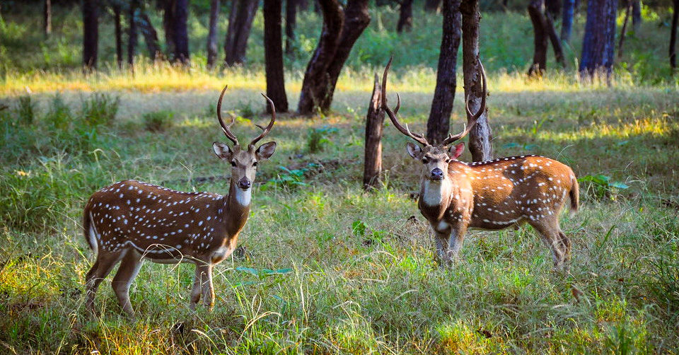 Photo of Like Walking Through A Jungle Book: Walking Safari With Mobile Camping In The Jungles Of Satpura! by Tanvi Shah (travelstoriesbytan)