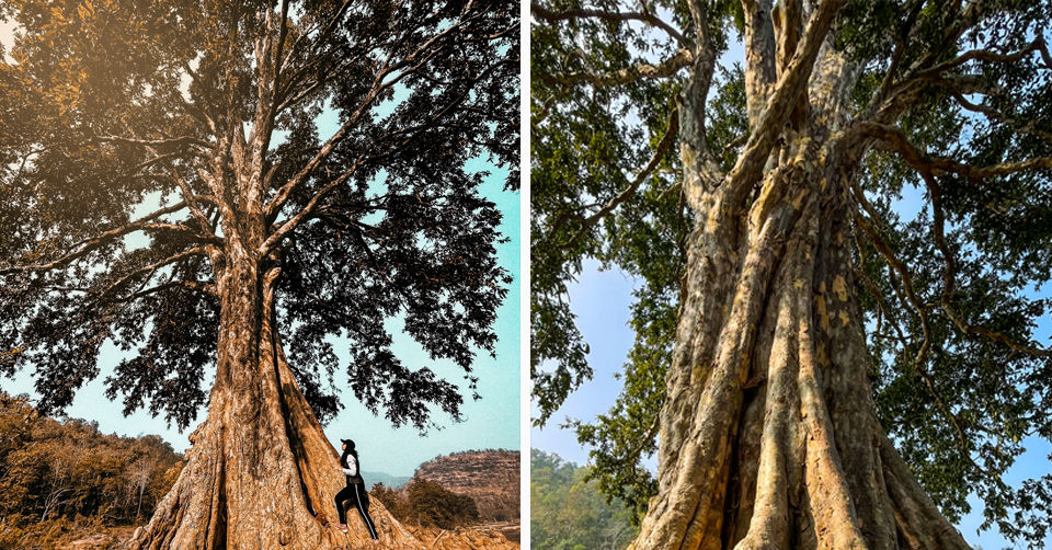 Photo of Like Walking Through A Jungle Book: Walking Safari With Mobile Camping In The Jungles Of Satpura! by Tanvi Shah (travelstoriesbytan)