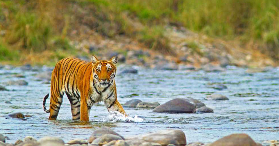 Photo of Jim Corbett National Park, Ramnagar by Tanvi Shah (travelstoriesbytan)