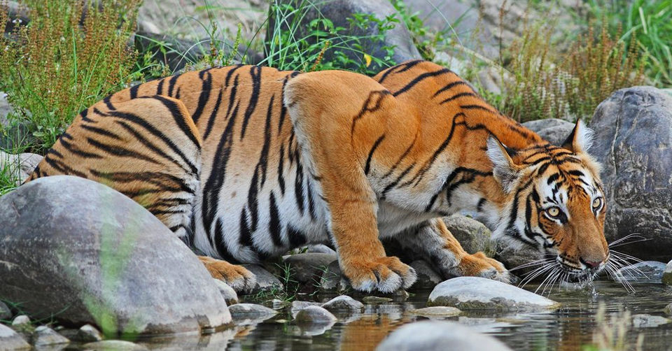 Photo of Sundarban National Park (West Bengal), Kolkata by Tanvi Shah (travelstoriesbytan)