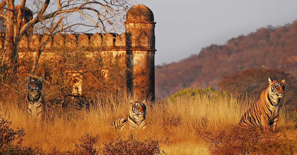 Photo of Ranthambore National Park, Bharatpur Division by Tanvi Shah (travelstoriesbytan)