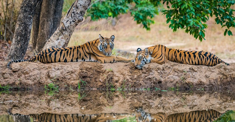 Photo of Bandhavgarh National Park, Tala by Tanvi Shah (travelstoriesbytan)