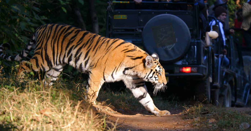 Photo of Kanha National Park, Khajara by Tanvi Shah (travelstoriesbytan)