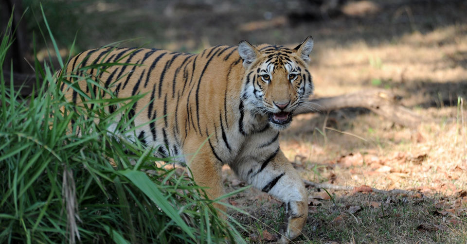 Photo of Pench National Park, Nagpur by Tanvi Shah (travelstoriesbytan)