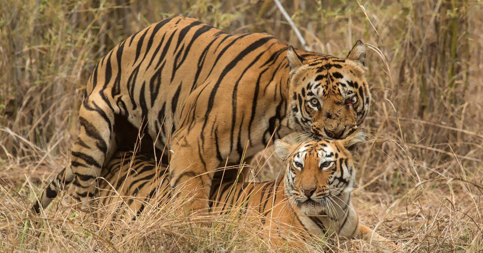 Photo of Tadoba-Andhari National Park, Chandrapur by Tanvi Shah (travelstoriesbytan)