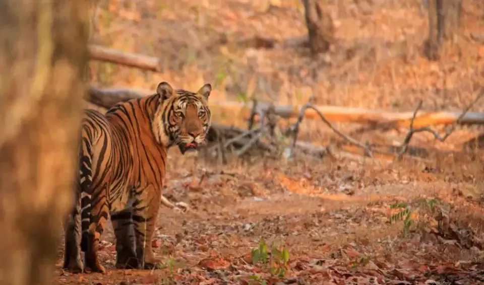 Photo of Bhadra Wildlife Sanctuary, Chikmagalur by Tanvi Shah (travelstoriesbytan)