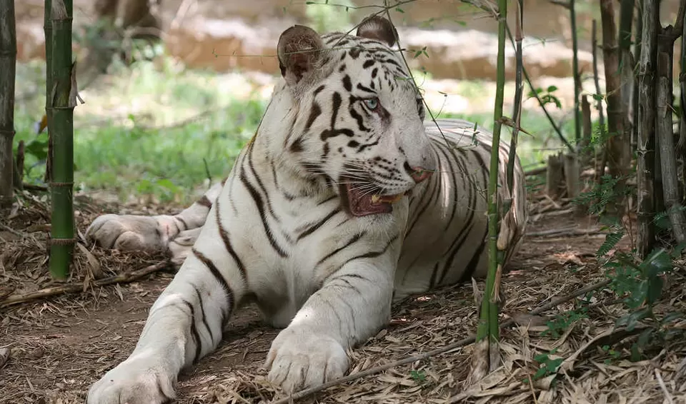 Photo of Bannerghatta biological park, Bangalore Division by Tanvi Shah (travelstoriesbytan)