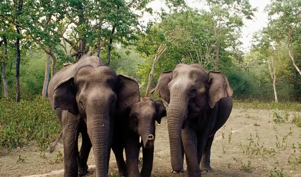 Photo of Bandipur National Park, Karnataka by Tanvi Shah (travelstoriesbytan)