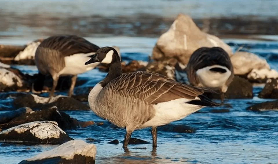 Photo of Attiveri Bird Sanctuary, Astakatti by Tanvi Shah (travelstoriesbytan)