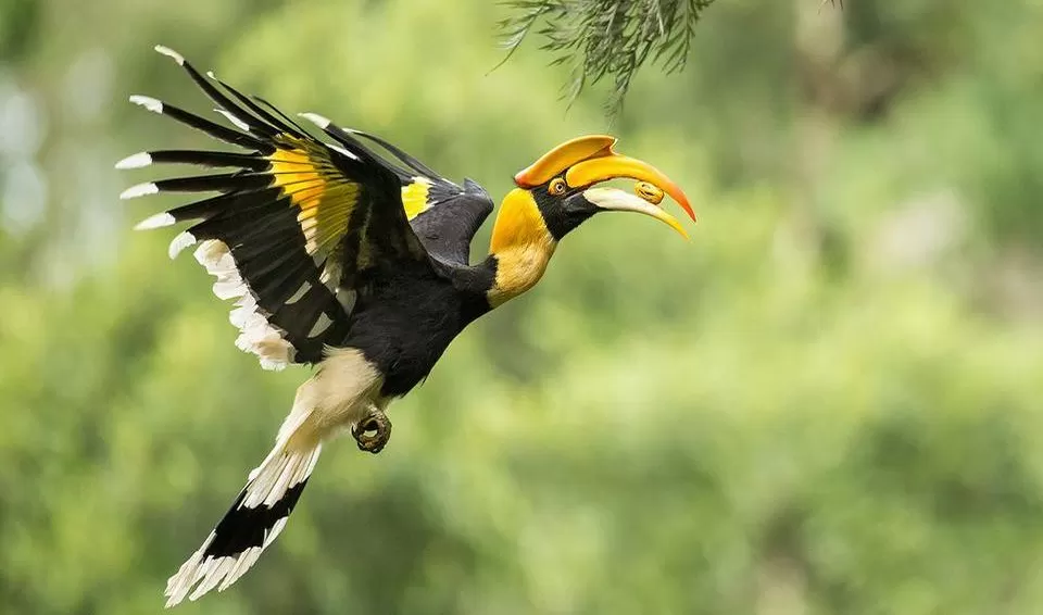Photo of Hornbills Nest, Muvathoklu by Tanvi Shah (travelstoriesbytan)