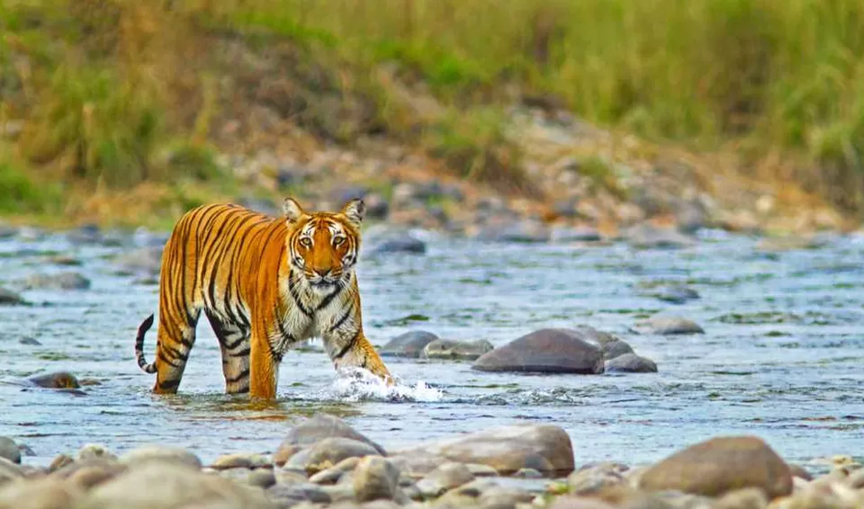 Photo of Jim Corbett National Park, Ramnagar by Tanvi Shah (travelstoriesbytan)