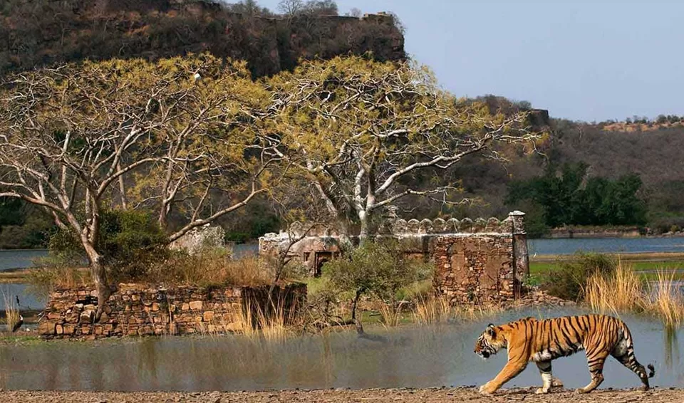 Photo of Ranthambore National Park, Bharatpur Division by Tanvi Shah (travelstoriesbytan)
