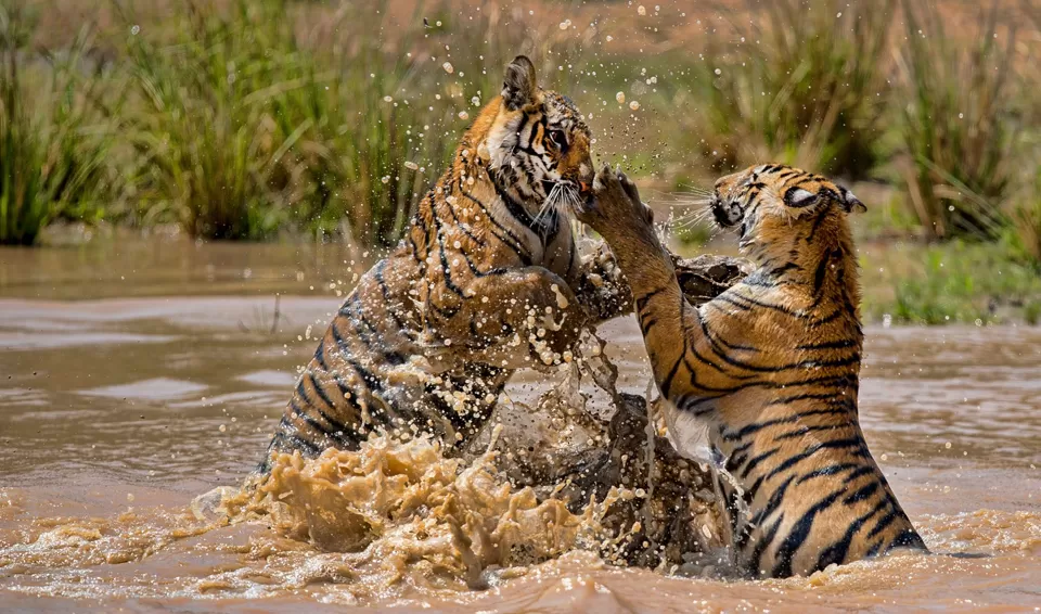 Photo of Bandhavgarh National Park, Tala by Tanvi Shah (travelstoriesbytan)
