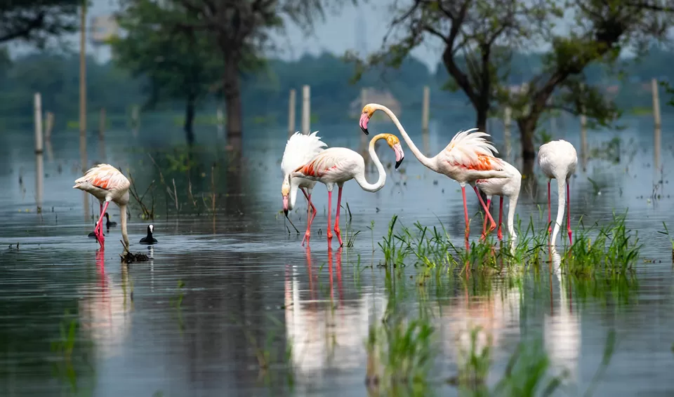 Photo of Keoladeo National Park, Bharatpur by Tanvi Shah (travelstoriesbytan)
